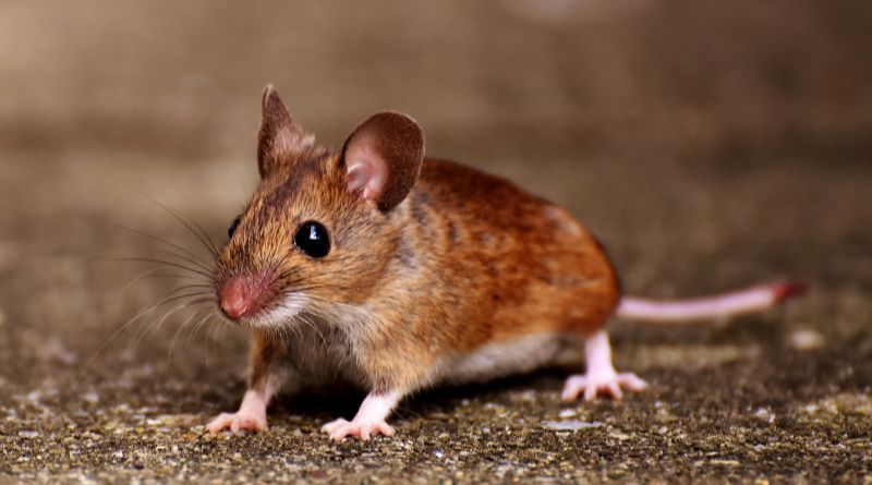 Tratamento Contra Ratos
